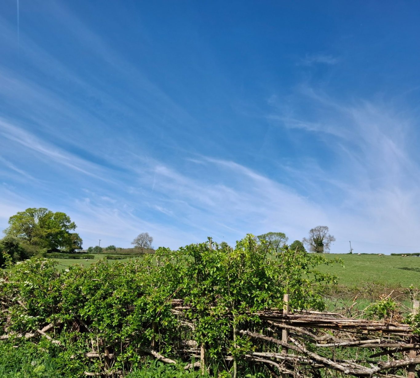 A countryside scene A rustic wooden fence surrounded by lush greenery, with a grassy field and scattered trees beneath a bright blue sky with wispy clouds.