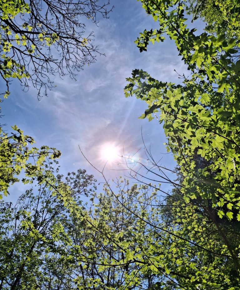 Sunlight through the trees's canopy A tranquil forest path lined with tall trees and lush greenery, dappled sunlight filtering through the leaves, creating a peaceful scene.