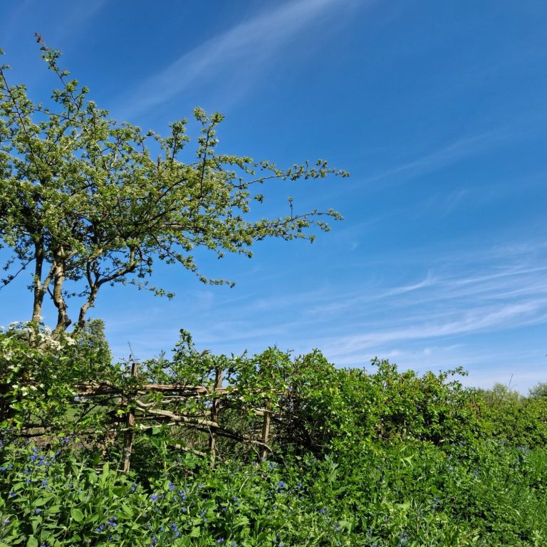 A pathway scene A hedge and grassy verge with vibrant bushes and blue flowers beneath a bright sky with scattered white clouds.